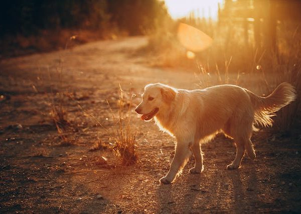 What does it mean when a dog licks you?