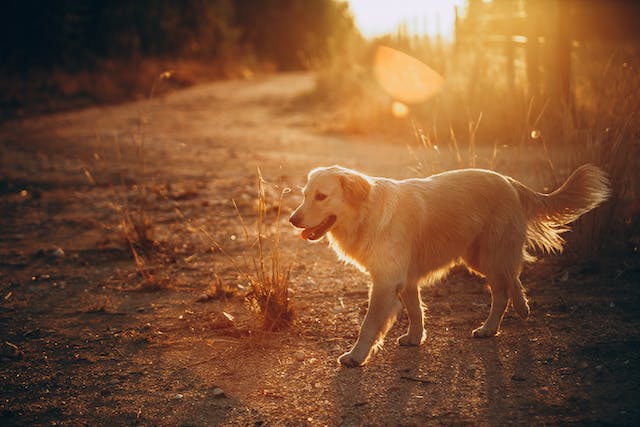 What does it mean when a dog licks you?